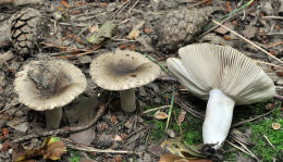 Russula sororia2