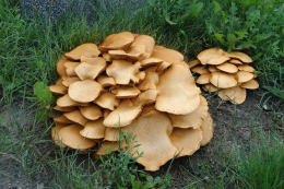 Gymnopilus Junonius