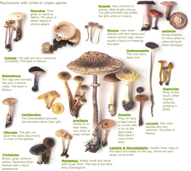 fungi examples