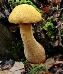 Gymnopilus juoniusFCheck