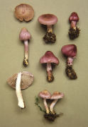 Inocybe geophylla var lilacina3 Mushroom