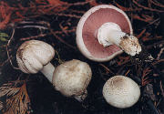 Agaricus praeclaesquamosus Buck Freeman .jpg Mushroom