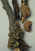 Stereum hirsutum3 Mushroom