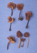 Xeromphalina tenuipes Mushroom