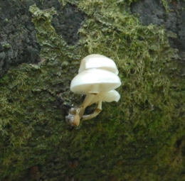 Oudmansiella mucida4 Mushroom