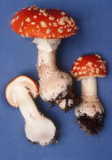 Amanita muscaria 6 Mushroom