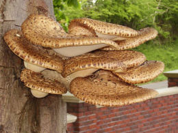 Polyporus squamosus 7 Mushroom