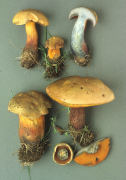 Boletus luridus2 Mushroom