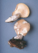 Hypsizygus tessulatus Mushroom