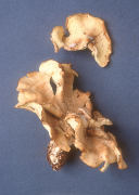 Albatrellus peckianus Mushroom