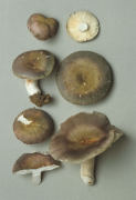 Russula ionochlora Mushroom