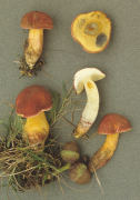 Boletus versicolor Mushroom