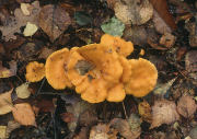 Cantharellus cibarius F Mushroom