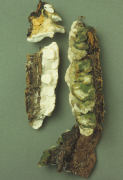 Oxyporus populinus Mushroom