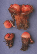Calostoma cinnabaria3 Mushroom