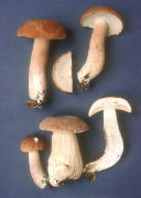 Boletus variipes Mushroom