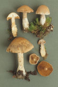 Cortinarius bivellus Mushroom