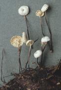Marasmius rotula Mushroom