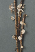 Marasmiellus ramealis Mushroom