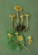 Naucoria escharoides Mushroom