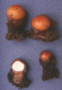 Calostoma cinnabaria2 Mushroom