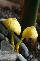 Leucocoprinus birnbaumii2