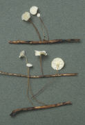 Marasmius epiphyllius Mushroom