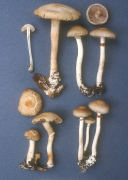 Agrocybe dura3 Mushroom