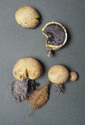 Scleroderma citrinum3 Mushroom