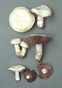 Agaricus bitorquis3 Mushroom