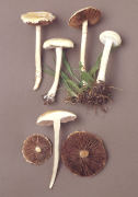 Agrocybe dura Mushroom