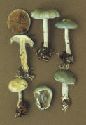Stropharia aeruginosa2 Mushroom