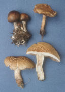 Agrocybe acericola2 Mushroom