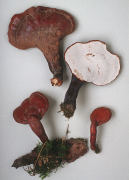 Ganoderma tsugae Mushroom