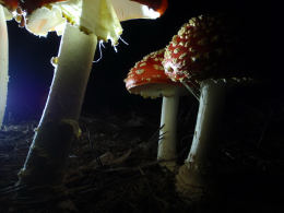 Amanita muscaria 23 Mushroom