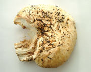 Armillaria ponderosa top.jpg Mushroom