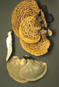 Polyporus squamosus3 Mushroom