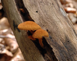 Flammulaster muricatus Mushroom