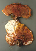 Ganoderma lucidum2 Mushroom