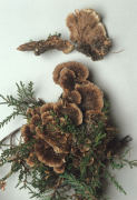 Thelephora terrestris3 Mushroom