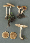 Hebeloma pusillum2 Mushroom