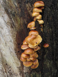 Flammulina velutipes Lynn Pepper 3 Mushroom