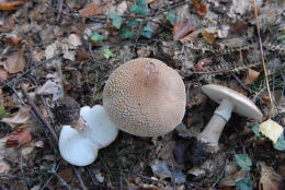 Amanita rubescens 6 Mushroom