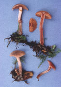 Tubaria furfuracea3 Mushroom