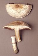 Agaricus bisporus2 Mushroom