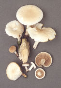 Agrocybe cylindracea2 Mushroom
