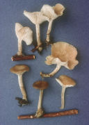 Clitocybe intermedia Mushroom