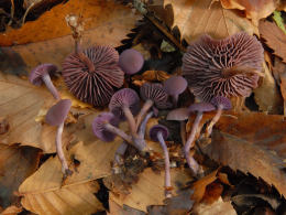 Lacaria amethyistina 5 Mushroom