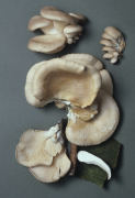 Pleurotus ostreatus2 Mushroom