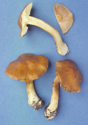 Cortinarius corrugis Mushroom